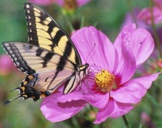 Flowers and Herbs That Attract Butterflies