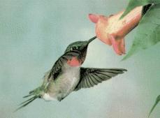 Humming Bird and Flower