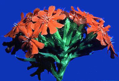 03-lychnis