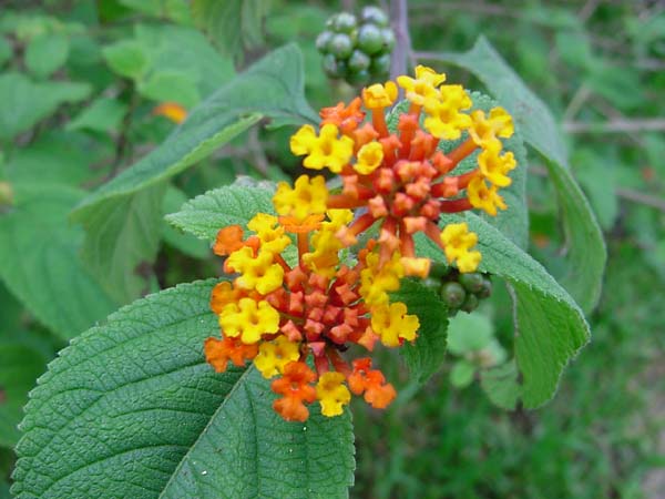 24-03-lantana