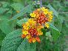 Click here to see the picture (24-03-lantana.jpg)