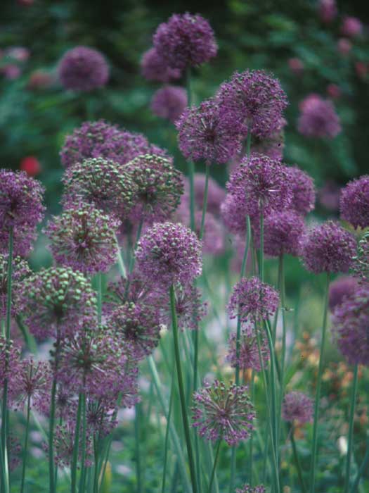 allium