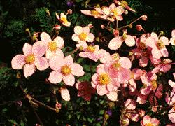 anemone-jap1