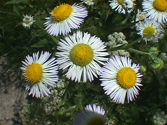 aster