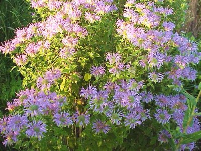 beebalm