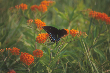 butterfly-weed-2