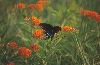 Click here to see the picture (butterfly-weed-2.jpg)