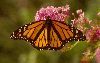 Click here to see the picture (butterflybush.gif)
