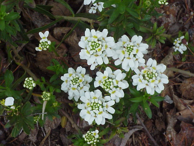 candytuft