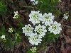 Click here to see the picture (candytuft.jpg)