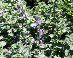 catmint