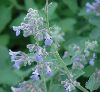 Click here to see the picture (catmint2.jpg)