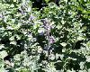 Click here to see the picture (catmint.jpg)
