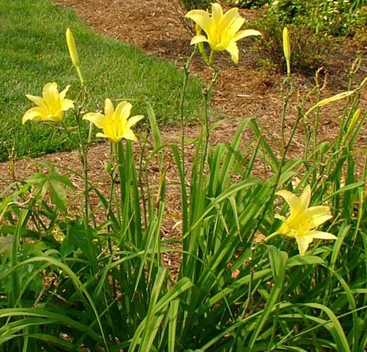 daylily