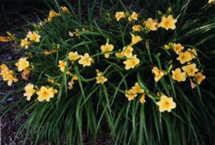 daylily2