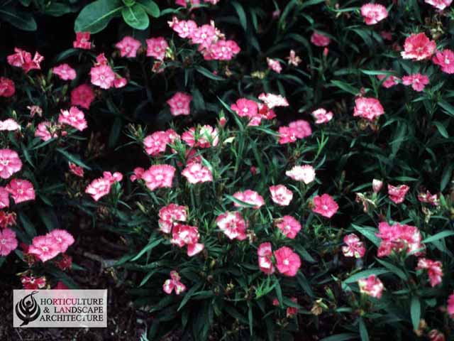 dianthus