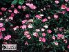 Click here to see the picture (dianthus.jpg)