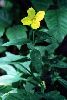 Click here to see the picture (eveningprimrose.jpg)