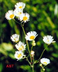 fleabane