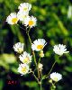 Click here to see the picture (fleabane.jpg)