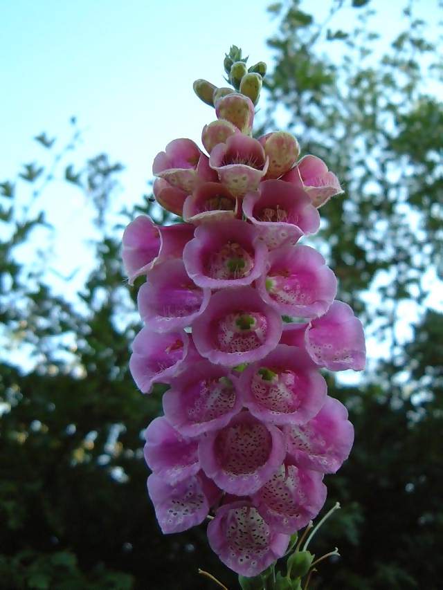 flowers-large-pink-and-white-horn-flower-set-against-blue-sky