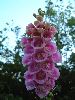 Click here to see the picture (flowers-large-pink-and-white-horn-flower-set-against-blue-sky.jpg)