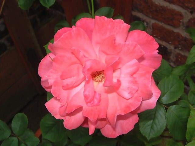 flowers-large-single-pink-and-yellow-rose-against-brick-wall