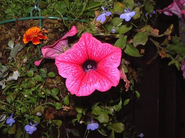 flowers-purple-and-dark-blue-petunia-in-hanging-basket