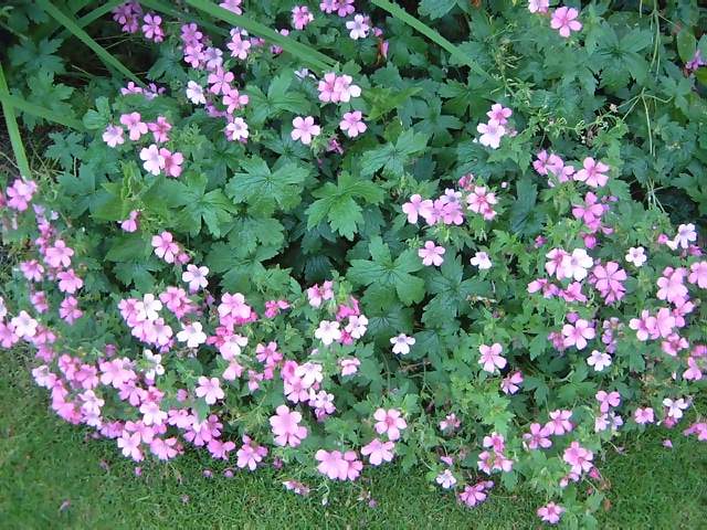 flowers-tiny-lavender-pink-flowers