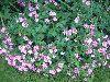 Click here to see the picture (flowers-tiny-lavender-pink-flowers.jpg)