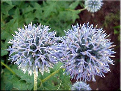 globethistle