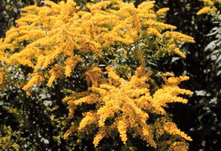 goldenrod