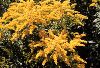 Click here to see the picture (goldenrod.jpg)