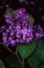 Click here to see the picture (heliotrope.jpg)