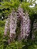 Click here to see the picture (jwisteria4.jpg)