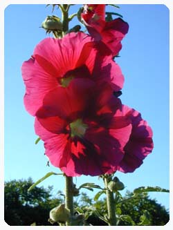 largepinkhollyhock