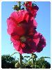 Click here to see the picture (largepinkhollyhock.jpg)