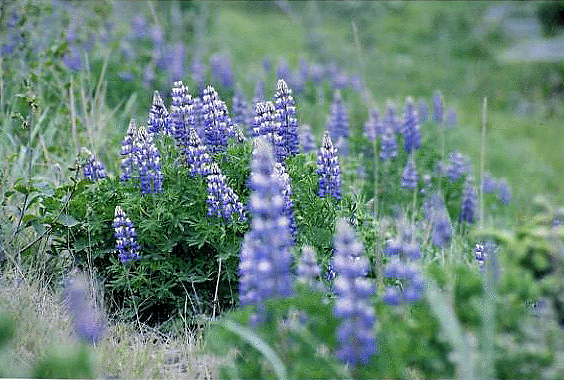 lupine