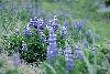 Click here to see the picture (lupine.gif)