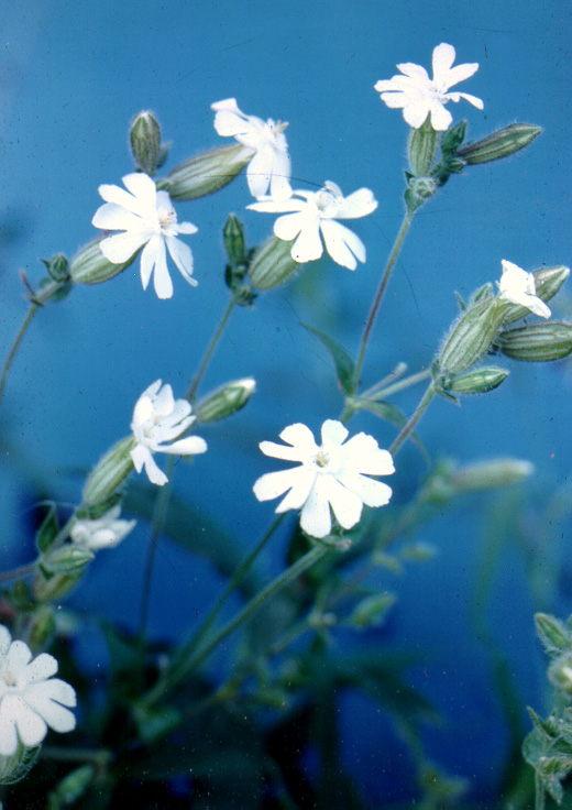 lychnis