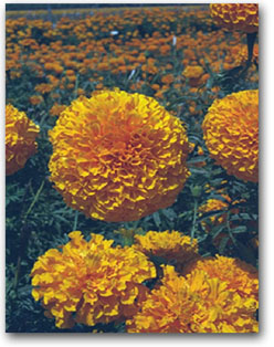 marigold