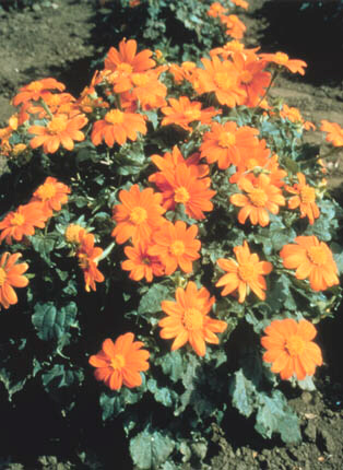 mexicansunflower