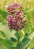 Click here to see the picture (milkweed.jpg)