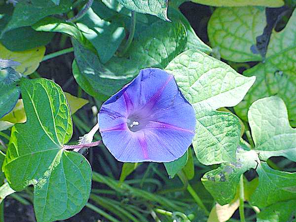 morning_glory