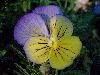 Click here to see the picture (pansy.jpg)