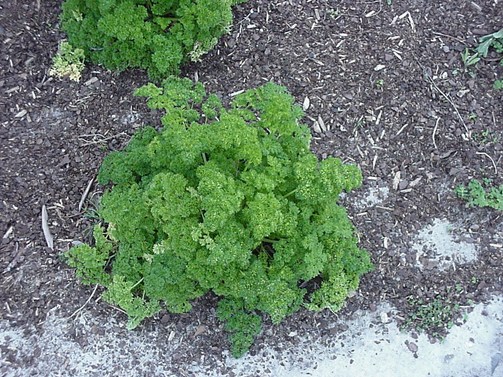 parsley