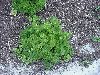 Click here to see the picture (parsley.jpg)