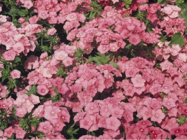 pinkphlox