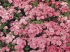 Click here to see the picture (pinkphlox.jpg)