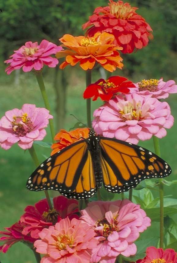 pinkzinniawithbutterfly